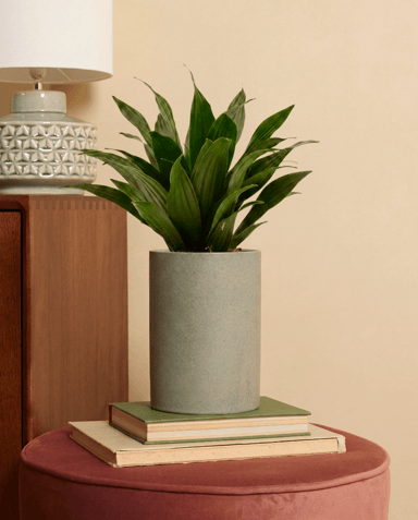 Dracaena Drachenbäume Compacta