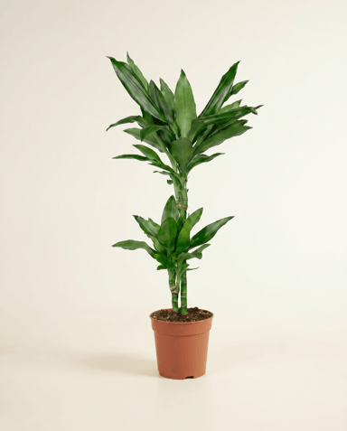 Dracaena Drachenbäume Janet Lind