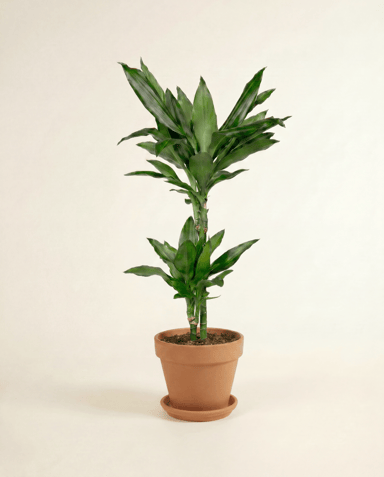 Dracaena Drachenbäume Janet Lind