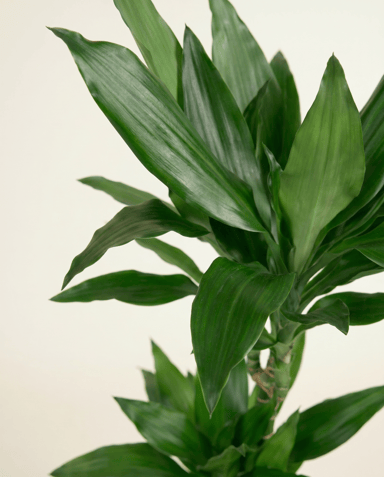 Dracaena Drachenbäume Janet Lind