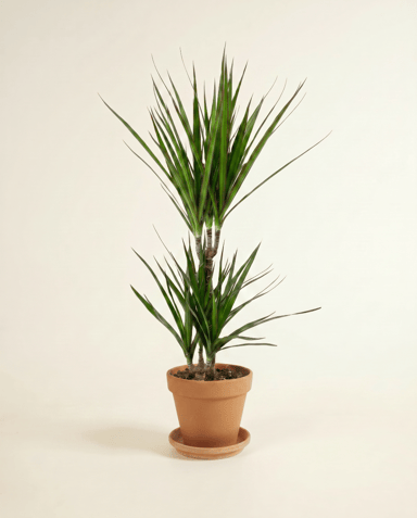 Dracaena Drachenbäume Marginata