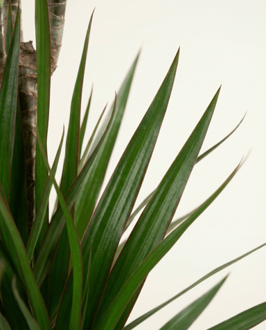 Dracaena Drachenbäume Marginata