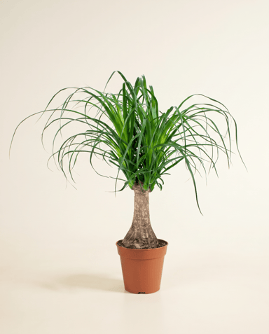 Beaucarnea Elefantenfuß Recurvata
