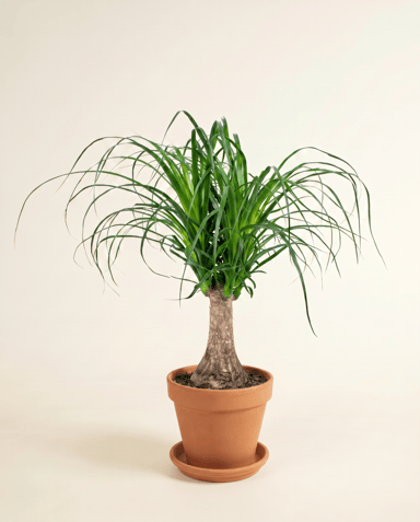 Beaucarnea Elefantenfuß Recurvata