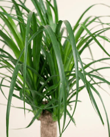 Beaucarnea Elefantenfuß Recurvata