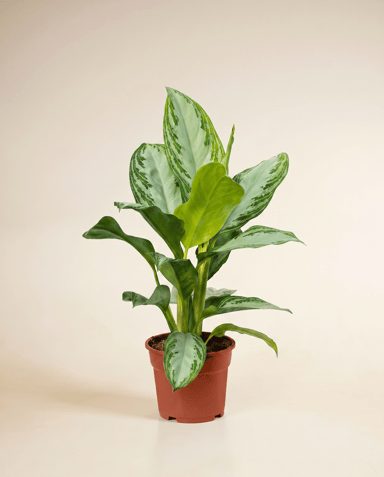 Aglaonema Kolbenfaden Silver Bay