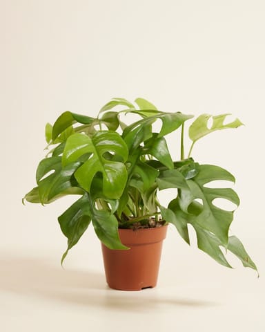 Rhaphidophora Mini Monstera