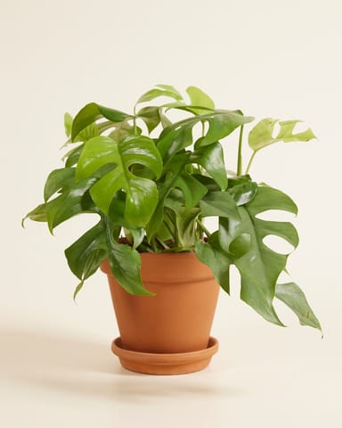 Rhaphidophora Mini Monstera
