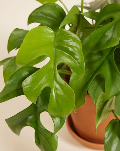 Rhaphidophora Mini Monstera