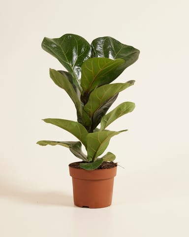 Ficus Fiddle Leaf Fig Lyrata