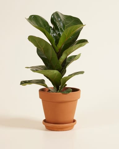 Ficus Fiddle Leaf Fig Lyrata