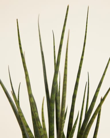 Sansevieria Snake plant Fernwood Mikado