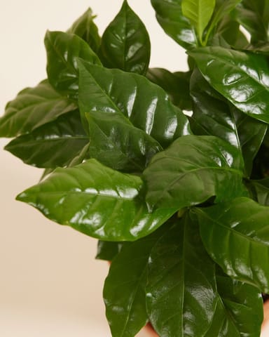 Coffea Coffee plant Arabica