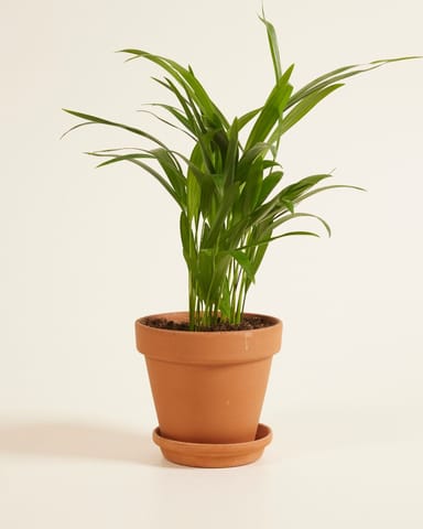 Dypsis Goldfruchtpalme Lutescens