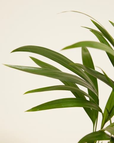 Dypsis Goldfruchtpalme Lutescens