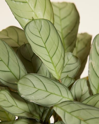 Ctenanthe Never Never plant Amagris