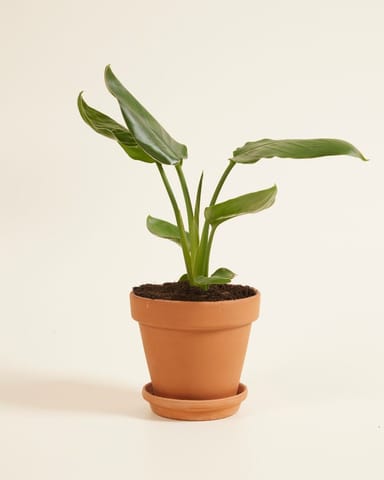 Strelitzia Reginae Paradiesvogelblume  Paradiesvogelblume