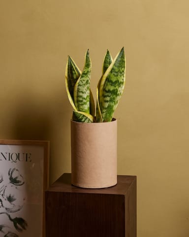 Sansevieria Futura Superba Bogenhanf