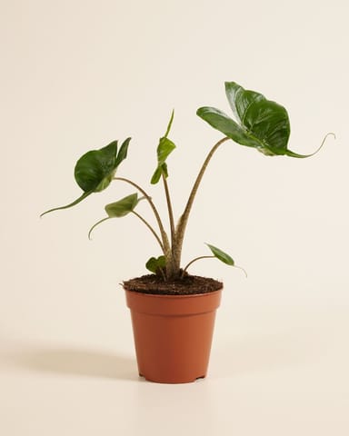 Alocasia Elefantenohr Stingray