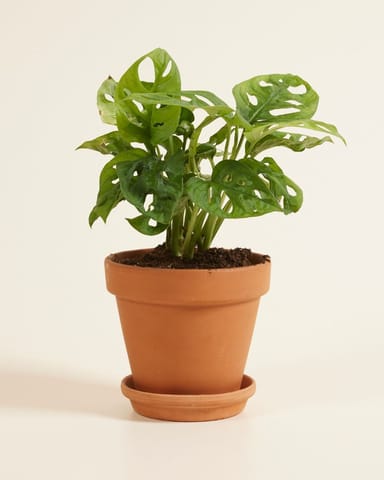 Monstera Adansonii Fensterblatt Monkey Mask