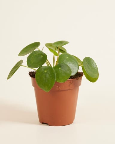 Pilea Peperomioides Ufopflanze Pfannkuchenpflanze