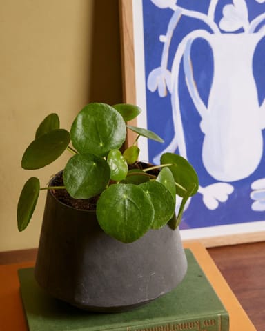 Pilea Peperomioides Ufopflanze Pfannkuchenpflanze