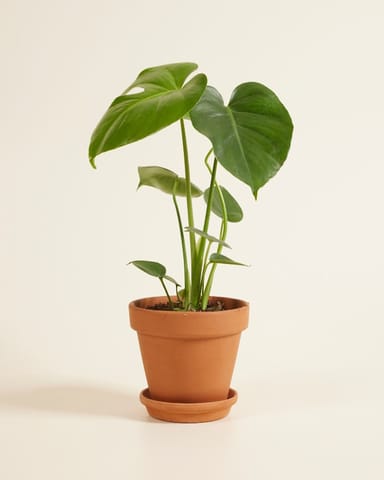 Monstera Deliciosa Fensterblatt Fensterblatt