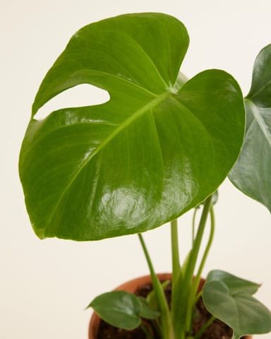 Monstera Deliciosa Fensterblatt Fensterblatt