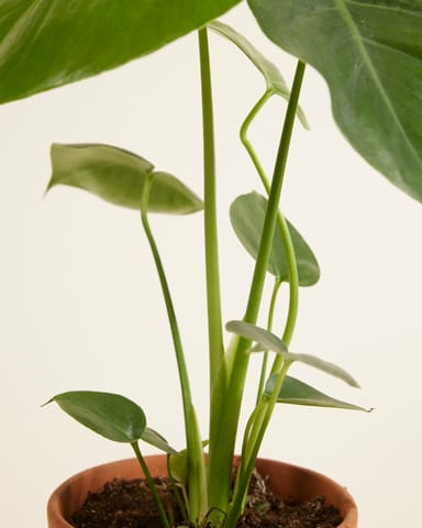 Monstera Deliciosa Fensterblatt Fensterblatt