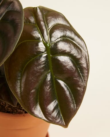 Alocasia Elefantenohr Red Secret