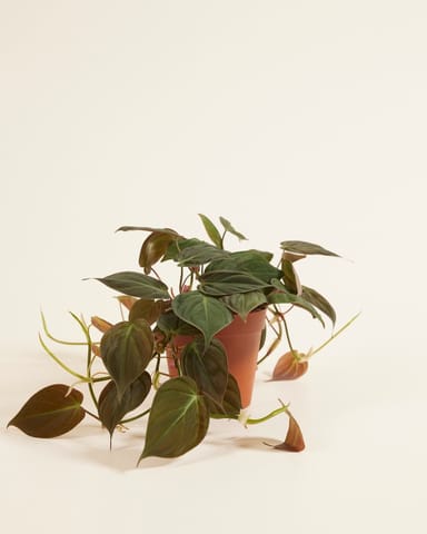 Philodendron Baumfreund Scandens Micans