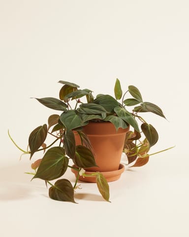 Philodendron Baumfreund Scandens Micans