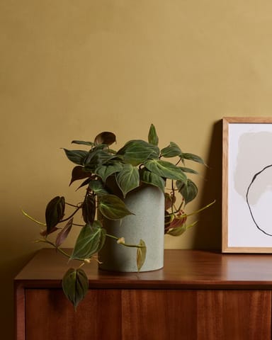 Philodendron Baumfreund Scandens Micans