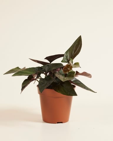 Syngonium Arrowhead Red Arrow