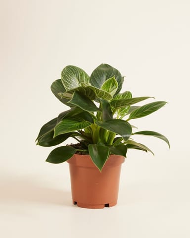 Philodendron Baumfreund Birkin