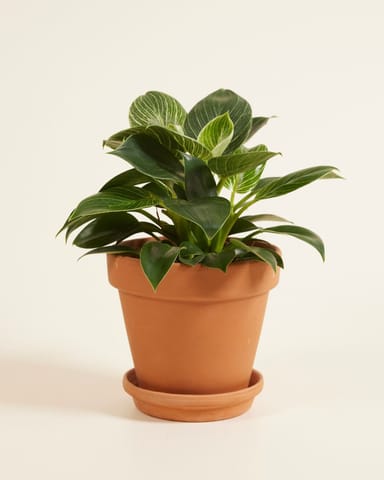 Philodendron Baumfreund Birkin