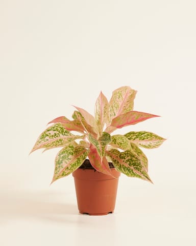 Aglaonema Kolbenfaden Prosperity