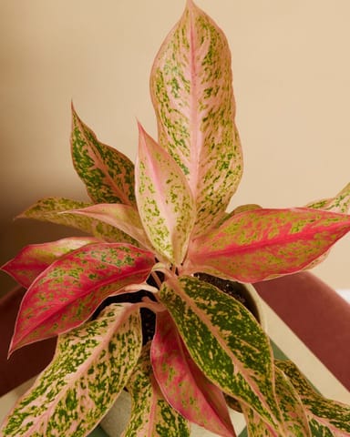 Aglaonema Kolbenfaden Prosperity