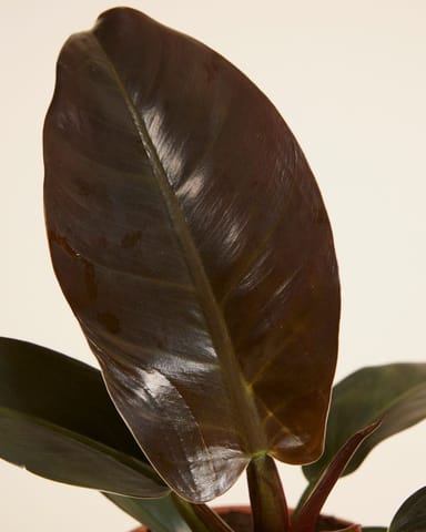 Philodendron Baumfreund Imperial Red