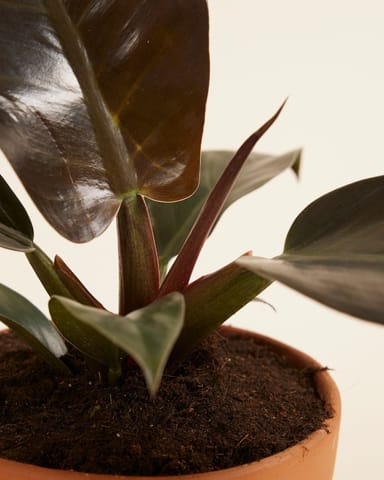 Philodendron Baumfreund Imperial Red