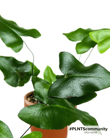 Hemionitis Heart Fern Arifolia