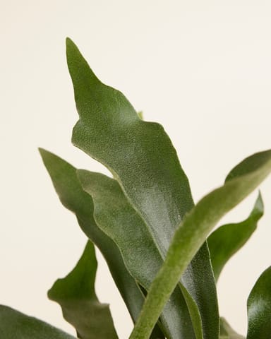Platycerium Geweihfarn Bifurcatum