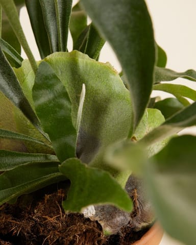 Platycerium Geweihfarn Bifurcatum