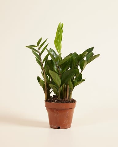Zamioculcas Glücksfeder Zamiifolia
