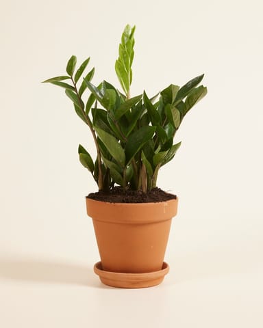 Zamioculcas Glücksfeder Zamiifolia