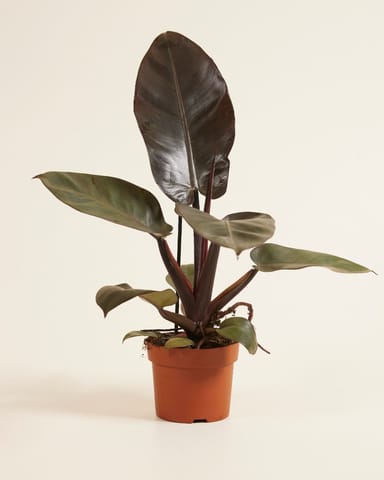 Philodendron Baumfreund Black Cardinal