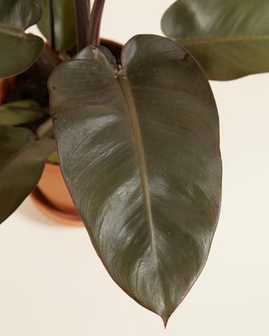 Philodendron Baumfreund Black Cardinal