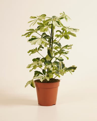 Schefflera Strahlenaralie Charlotte