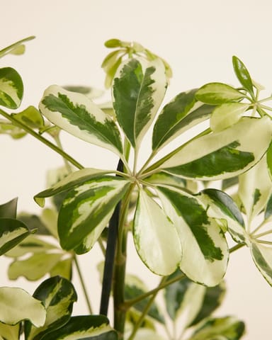 Schefflera Strahlenaralie Charlotte