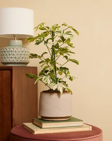 Schefflera Strahlenaralie Charlotte